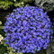 450 pcs lobelien pflanze winterhart samen, balkonpflanzen winterhart zimmerbonsai bonsai Lobeliensamen,Lobelia erinus, topfpflanzen draußen winterhart blumensamen geschenk deko pflanze