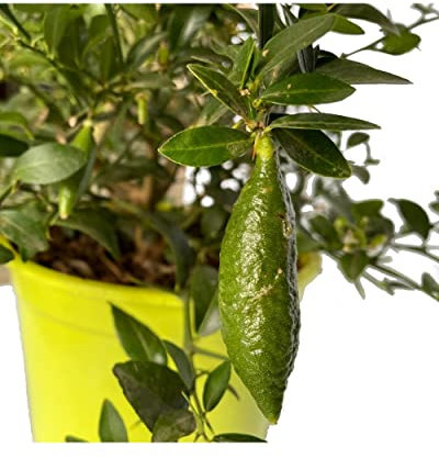 Caviar Cítrico Natural Árbol para los Exteriores del Hogar