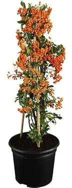 Pyracantha Planta de Fuego Natural Arbusto Ideal para Añadir Color al Jardín del Hogar
