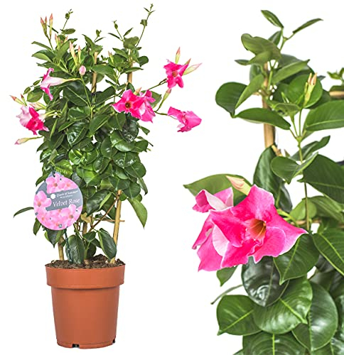 Dipladenia Mandevilla Rosa Echte Pflanze - Chilenischer Jasmin - Dipladenia pflanze in tollen unterschiedlichen bunten Farben - circa 50 bis 60cm bunt blühende Kletterpflanze , immergrün Pflegeleichte dipladenia pflanze Mandevilla pflanze
