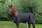 BR Haustierdecke Classic 1200D - 300g - Schwarz - Größe 155 cm - Witterungsbeständig - Polyester/Nylon - Pferd