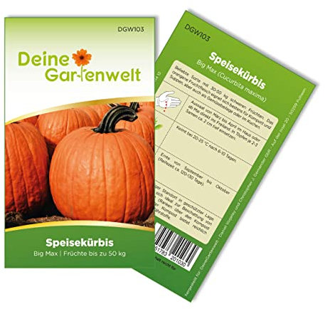 Speisekürbis Big Max Samen - Cucurbita maxima - Speisekürbissamen - Gemüsesamen - Saatgut für 6 Pflanzen