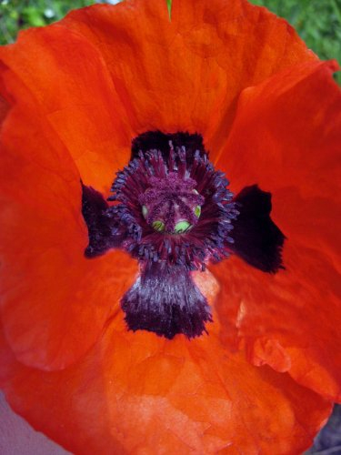Staudenkulturen Wauschkuhn Papaver orientale 'Brilliant' - Türkischer Mohn - Staude im 11cm Topf