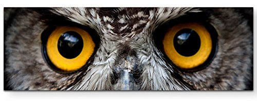 Leinwandbilder | Bilder Leinwand 120x40cm Gesicht einer Eule – Nahaufnahme