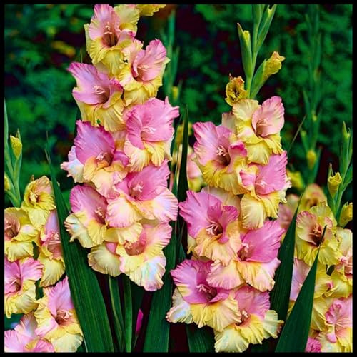 Mehrjährige Blumenzwiebel ist winterhart, Blumenzwiebel Mix, Winterhart zwiebeln, Winterhart pflanzen, Mysteriöse magische Glühbirne-3 Gladiolen zwiebeln