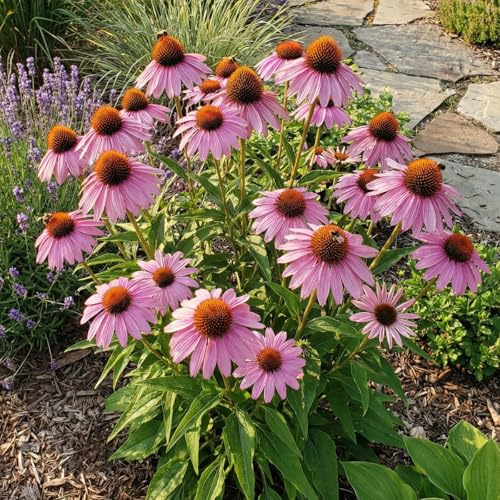 Bloomique - 6er - Set - Purpur - Sonnenhut (Echinacea purpurea) - Reichblühend - Winterhart - Mehrjährig - Höhe 10-20 cm - 9 - cm - Topf