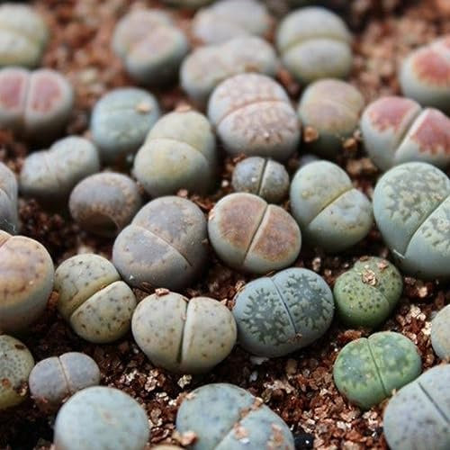 100 Unids Mezcla Rara Semillas de Lithops Piedras Vivas Suculentas Cactus Semillas a Granel Saludables para la Plantación de Jardín