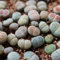 100 Unids Mezcla Rara Semillas de Lithops Piedras Vivas Suculentas Cactus Semillas a Granel Saludables para la Plantación de Jardín