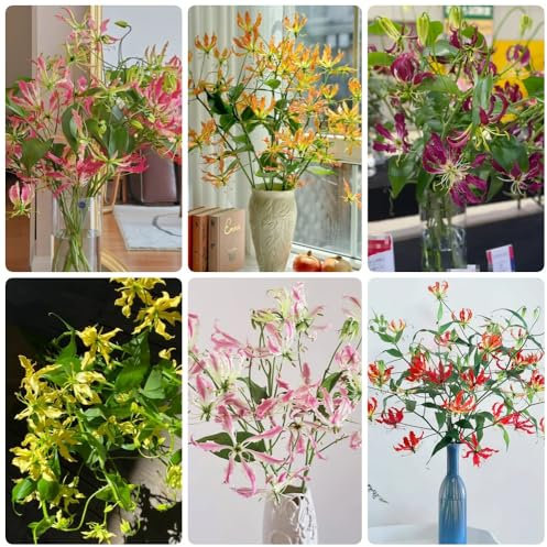 Bulbos de lirio de fuego perennes, las plantas son resistentes gloriosa superba, bulbos que florecen en primavera Las plantas perennes son plantas perennes resistentes. plantas 4pcs