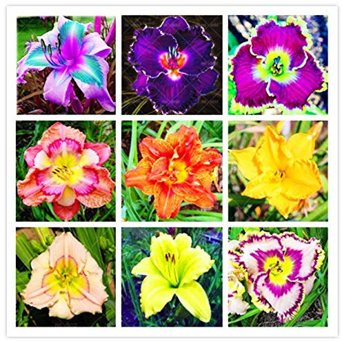 Hemerocallis Hemerocallis Semilla Semilla 50Pcs híbrido Holanda del arco iris Bonsai semilla de flor Hemerocallis Lirio delicioso vegetal sana puede comer 18