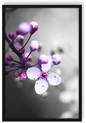 Pixxprint Blüten des Kirschbaumes, Poster im Bilderrahmen, Format: 55x40cm, Kunstdruck gerahmt
