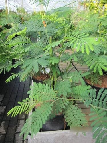 Silberakazie - Acacia dealbata - Falsche Mimose - 40-60cm
