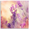 Pixxprint Glasbild, Wandbild auf Echtglas, Eleganter Lavendel, 70x70 cm, inkl. Aufhängung und Abstandshalter