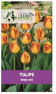 10 Bulbes de tulipes 'Banja Luka' - Tulipe Darwin géante, Rouge et jaune