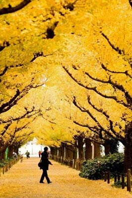 semi di albero nuovi 10 pc Ginkgo Biloba per Giardinaggio Giallo 2