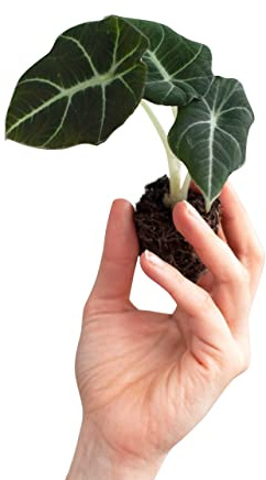 PLNTS - Baby Alocasia Black Velvet - Zimmerpflanze - Pfeilblätter - Echte Pflanzen für Drinnen - 2cm Stecklinge - Höhe 10cm