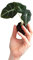 PLNTS - Baby Alocasia Black Velvet - Zimmerpflanze - Pfeilblätter - Echte Pflanzen für Drinnen - 2cm Stecklinge - Höhe 10cm