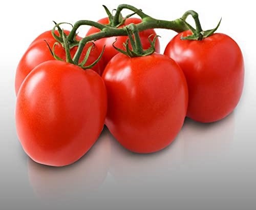 50 graines à semer - Le Grenier d'Abondance - TOMATE Roma VF - Résistante aux maladies