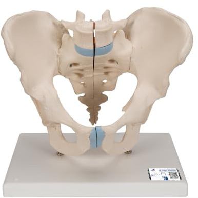 3B Scientific Menschliche Anatomie - Männliches Becken Modell, 3-teilig + kostenlose Anatomie App - 3B Smart Anatomy