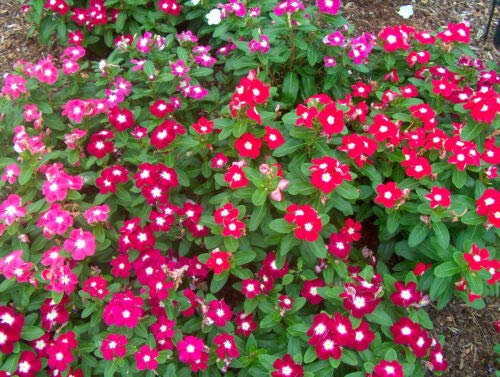 Immergrün Vinca Rosea Dwarf Little - 80 SAMEN - Catharanthus r. - Bodendecker