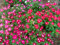 Immergrün Vinca Rosea Dwarf Little - 80 SAMEN - Catharanthus r. - Bodendecker