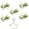 Air Plant Holder for Vertical Garden 5er Pack Wall Planter House-Pflanzen, Hanging and Tillandsia Plants Living Terrarium Great Decorations Room | No included W5