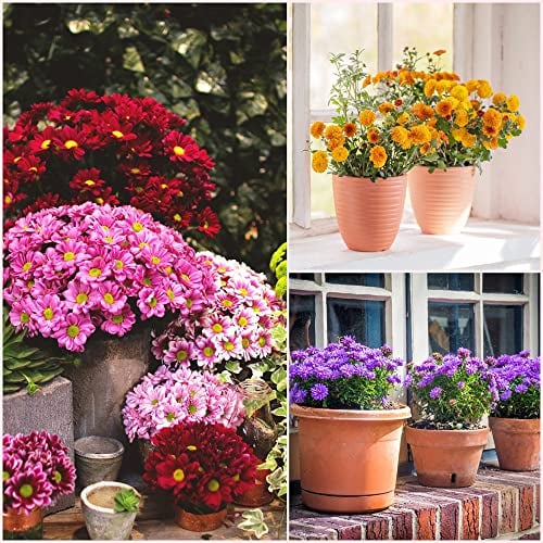 Pflanzen Chrysanthemen Winterhart MehrjäHrig Mix Chrysantheme Samen Hochzeitsstrauß Balkon Deko Blumen Pflanzensamen Exotische Pflanzen Seltene Saat Geschenk Garten FüR GäRtner 150Stück