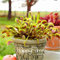 100 Pz trap Dionaea muscipula Seed Giant video semi Venere acchiappamosche pianta carnivora Pianta Piantine Semi Dionaea semi viola