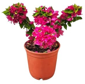 Vivaio Garden Forest Bougainvillea Mini-Thai Rampicante | Brattee colorate estate-autunno, Foglie compatte verde scuro, Sole/mezz'ombra, Ideale in vaso e terrazzo