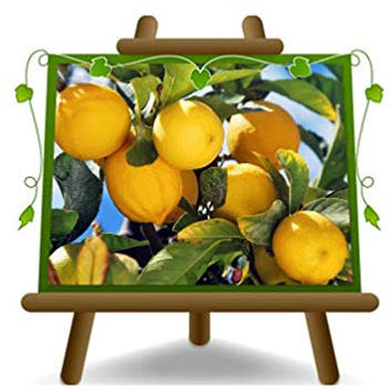 Citron Citron - Citrus Limon - Sapling - Plante sur un pot de 22 - Arbre max 95 cm