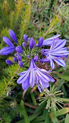 Agapanthus x 'Charlotte' / Lis du Nil/Godet