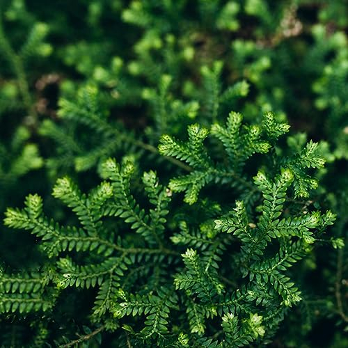 10 Pcs Rose Von Jericho Zwiebeln, Kletterpflanzen Winterhart Schnellwachsend (Selaginella Tamariscina) Blumenzwiebeln Frühblüher, Echte Pflanzen Für Drinnen Topfpflanzen Draußen Winterhart,