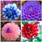 Dahlien zwiebeln,winterhart,dahlienknollen kaufen,Dahlia bulbs,dahlie Zwiebeln MehrjäHrig,dahlien Knollen winterhart mehrjährig,Dahlien Knollen,dahlien knollen winterhart groß.-10zwiebeln-A