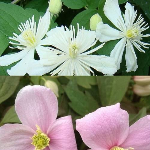 2 x Clematis Kletterpflanzen: Clematis Summer Snow & Clematis Montana Rubens - Weiß & Rosa, Mehrjährig und Winterhart | 2 x 1,5 Liter Töpfe