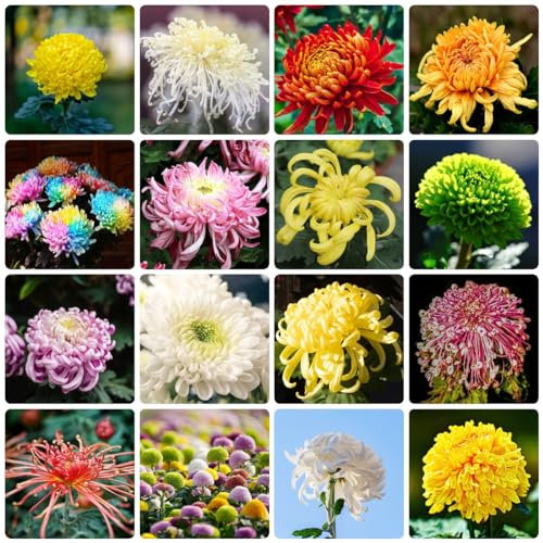 350 piezas de semillas de plantas de crisantemo - crisantemo perenne resistente, crisantemo morifolium, semillas de flores silvestres plantas en macetas semillas flores semillas de flores