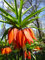 25 x Orangerote Kaiserkronen Samen Fritillaria Imperialis Aurora