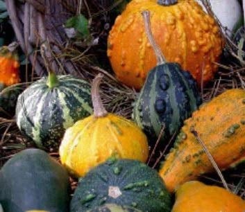 Pcs - 15x Courge Décorative Petit Fruits Gemischt- Courges Patty Pan Légumes Graines KS475 - Seeds & Plants Shop by Ipsa
