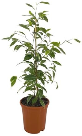Ficus Benjamina Golden King Ø17cm - 60-80cm