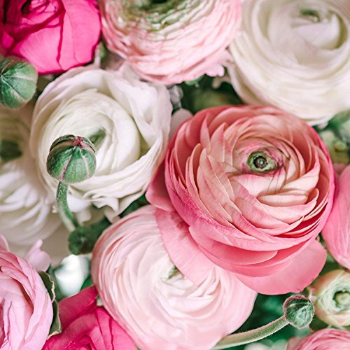 Ranunculus Pastel Mix - Persian Buttercup Bulbs (Not Seeds) - 10 XL Bulbs