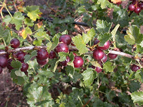 Jostabeere Ribes x nidigrolaria 40-60 cm Beerenstrauch winterhart | Suess-saeuerliche Fruechte, ideal fuer Naschhecke, sonniger bis halbschattiger Standort, robust, ertragreich