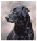 Malen nach Zahlen Erwachsene auf Leinwand Schwarzes Labrador-Hundetier DIY Digitale Ölgemälde Bilder Malerei Paint by Numbers Kunsthandwerk Anfänger Kinder für Haus Wand Decor