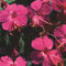 Plant World Seeds - Geranium Macrorrhizum 'Czakor' Seeds (Perennial Flower Seeds)