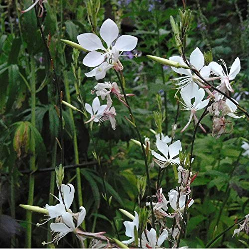 6 x Gaura Lindheimeri - Prachtkerze in 9x9cm Topf - Zierliche Stauden für den Garten
