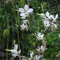 6 x Gaura Lindheimeri - Prachtkerze in 9x9cm Topf - Zierliche Stauden für den Garten