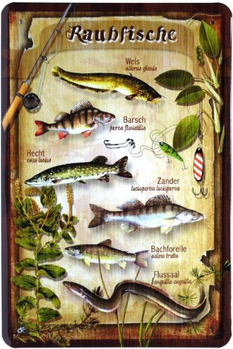 WOGEKA ART Retro Blechschild - Raubfische Hecht Aal Wels Zander Barsch - witziger Spruch als Geschenk-Idee zum Geburtstag Weihnachten Dekoration 20x30 cm Vintage-Design Metall 405