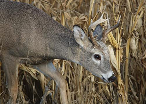hansepuzzle 19761 - REH im Maisfeld Puzzle 260 Teile | Tierwelt Puzzle mit hochwertiger Puzzle Aufbewahrung: Kartonbox und wiederverschließbarem Beutel | Puzzle-Maße: 41 x 28,7 cm