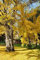Ginkgo biloba rara giallo albero fiorito Cina bonsai sementi di piante esotiche 25 semi