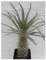 Pachypodium mikea - Madagaskar - Palme - 3 Samen