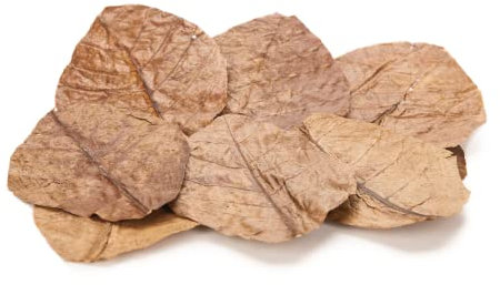 GARNELIO Seemandelbaumblätter/Catappa Blätter - XL - 10 STK PREMIUMBLÄTTER! TOPQUALITÄT!