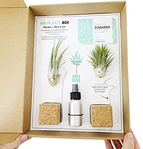Pack 2ud Tillandsias AIR PLANT BOX- GArden Pocket